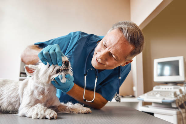 Best Emergency Dentist for Knocked-Out Tooth in Riverview, MI